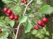 Hawthorn Hedging - 60-90cm - Pack of 25 - BAREROOT