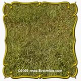 1 Lb Buffalo Grass (Buchloe dactyloides) Bulk Seeds