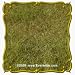 1 Oz Buffalo Grass (Buchloe dactyloides) Bulk Seeds