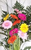 Review clark's shop  / Mixed gerbera