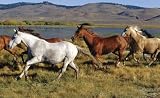51YkP43a0LL. SL160  Horses Wall Mural   83x138