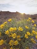 Desert Flowers in Arches National Park, Utah, USA Photographic Poster Print by Gavin Hellier, 9x12