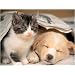 Ravensburger - Puzzle - R�veille-Toi - 500 Pi�ces