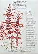 Agastache Sunset Hyssop Heirloom Seeds 70 Seeds