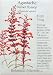 Agastache Sunset Hyssop Heirloom Seeds 70 Seeds