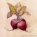 Beets Finest LAMINATED Print Deb Collins 6x6