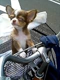An Introduction to the Chihuahua -- The Small Dog Who Thinks He's Not