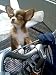 An Introduction to the Chihuahua -- The Small Dog Who Thinks He's Not