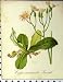 Alpine Plant 1879 Crepis Incarnata Tausch Seboth Nature