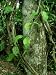 Ayahuasca Vine, Used as Hallucinogen, Amazonian Peru Photographic Poster Print by Pau...