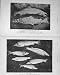 1910 Unspawned Salmon Fishing Angling Sea Trout Sport