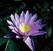 Leopardess Tropical Lily