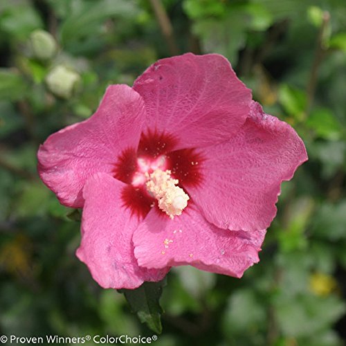 RED Lil' Kim TM Hibiscus - 4