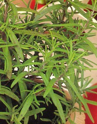 Rosemary 100 Seeds -
