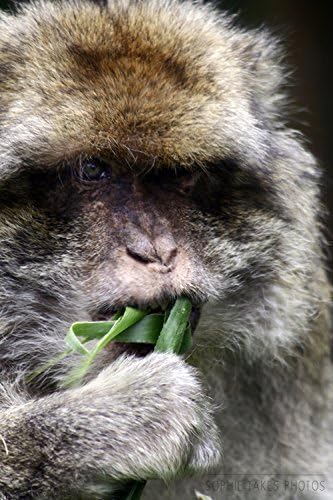 Animal Photography - 'Barbary Macaque' - Monkey Fine Art Nature Photography Print by Sophie Takes Photos
