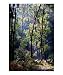Redwood trees,forest & sunlight 3 Scenic Photographic Poster Print by dane lobb, 20x24