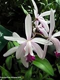 Cattleya intermedia 145