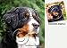 Bernese Mountain Dog Dog Drink Coasters