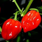 Seltene, sehr scharfe Chili-Sorte mit Aprikosenaroma - Scotch Bonnet rot, red - 10 Samen