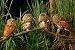 Wallmonkeys Peel and Stick Wall Decals - Eastern Screech Owl Fledglings - Removable Graphic
