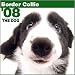 Border Collie Wall (ARTLIST) - 2008 Calendar