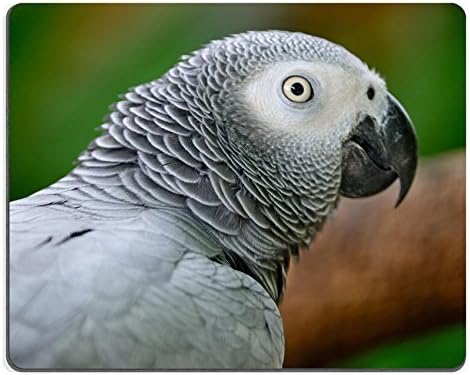 Luxlady Mousepads Beautiful grey parrot African Grey Parrot Psittacus erithacus face profile IMAGE 21065755 Customized Art Desktop Laptop Gaming mouse Pad by Luxlady