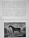 1905 Antique Portrait Newcomb'S Bay Arabian Horse