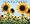 Sunflowers 2009 Calendar