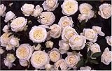 Silver '25th' Anniversary Rose