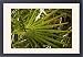 Framed Prints of ROG-12095 Leaf of cabbage palm from Ardea Wildlife Pets