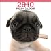 Pug 2010 Square Wall ARTLIST