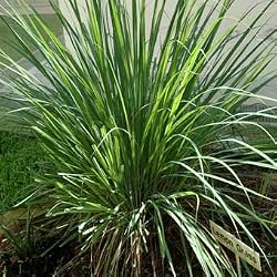 lemongrass essential oil