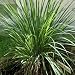 lemongrass essential oil