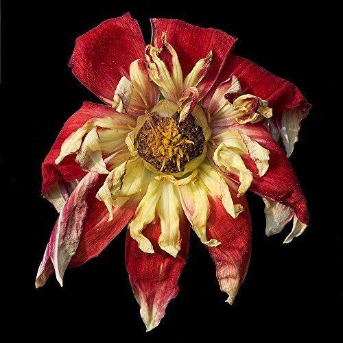 0080b 11" X 11" Limited Edition Fine Art Flower Photograph by Russ Martin "Red and Yellow Wilted Dahlia" COA (10% of the profit to be donated to The Nature Conservancy)
