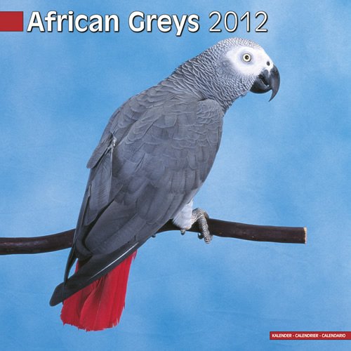 African Greys 2012 Wall Calendar #11082-12