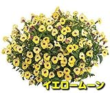 丈夫で分枝も良く育ちます 成長力が違います！ 栄養系トレニア ムーンシリーズ 1株【イエロームーン】