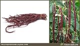 Nature Seeds Red Purple Yard Long Bean, Red Noodle, Pea Beans, Snake Bean 15 Vegetable Gardening Seeds 51Yrf4h8wBL. SL160 Nature Seeds Red Purple Yard Long Bean, Red Noodle, Pea Beans, Snake Bean 15 Vegetable Gardening Seeds