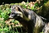 Raccoon Dog - 24