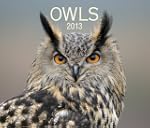 Owls 2013