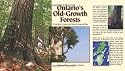 Ontario's Old Growth Forests