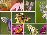 Wallmonkeys Peel and Stick Wall Decals - Nature Theme, Butterfly Collection on Flowers - 48