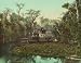 On the Ocklawaha River in Florida, 1902 - Exceptional 16" x 20" print of vintage color photochrome from the Library of Congress Collection