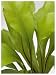 Fresh Green Finest LAMINATED Print Martina Schindler 7x9