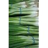 Evergreen Bunching Onion-200 Seeds - GARDEN FRESH PACK!