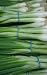 Evergreen Bunching Onion-200 Seeds - GARDEN FRESH PACK!