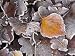 Frosted Leaves on Heathland, New Forest National Park, Hampshire, England Photographi...