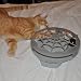 Panic-Mouse-Web-Automated-Cat-Toy_2.jpg