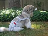 Joybies Blue Striped Piddle Pants(tm) for X Small Male Dog (Measuring 11-13 From Collar to Base of Tail)