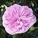 ROSE DEAR DAUGHTER-Superb Birthday,Christening Gif