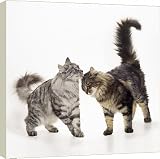 Box Canvas Print of CAT - Norwegian Forest - Silver a Brown Tabby from Ardea